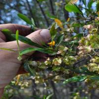 Narrow-leaved Hopbush